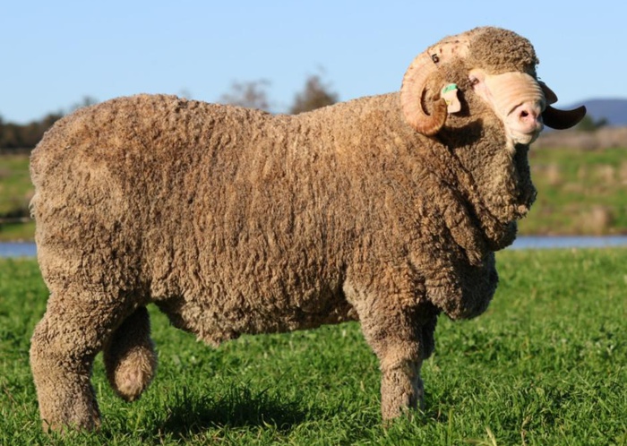 Dual Purpose Merinos